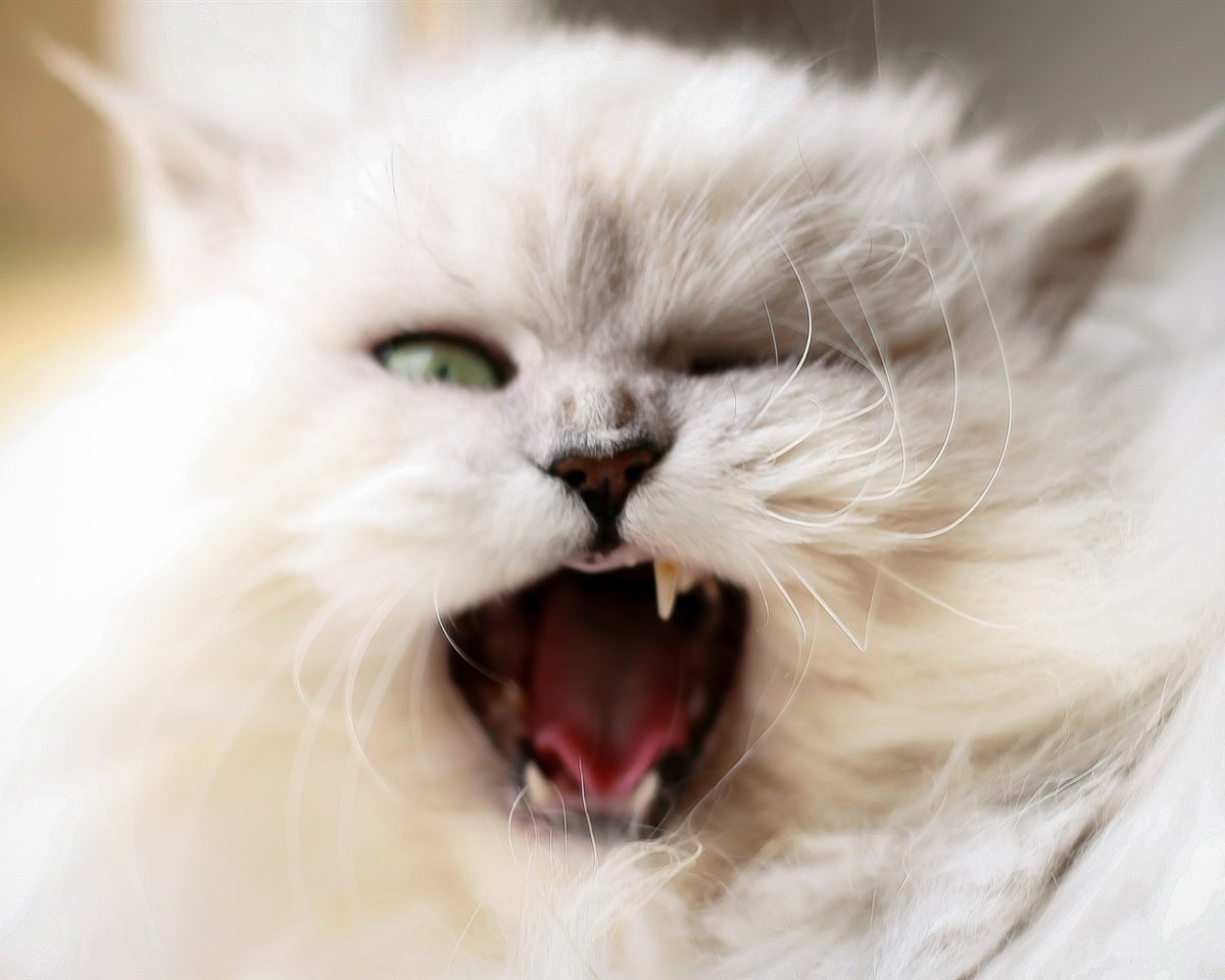 Злой белый кот