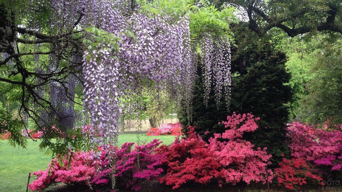 Бруклинский Ботанический сад