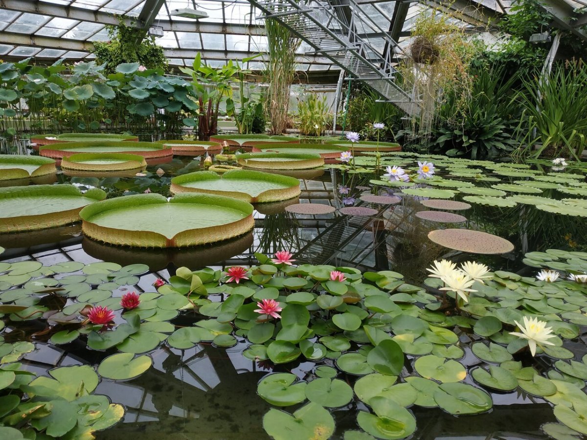 Ботанический сад Петра Великого в Санкт-Петербурге