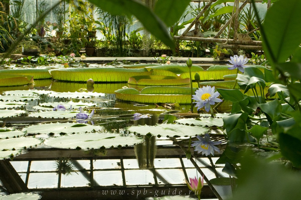 Ботанический сад Санкт-Петербург 3