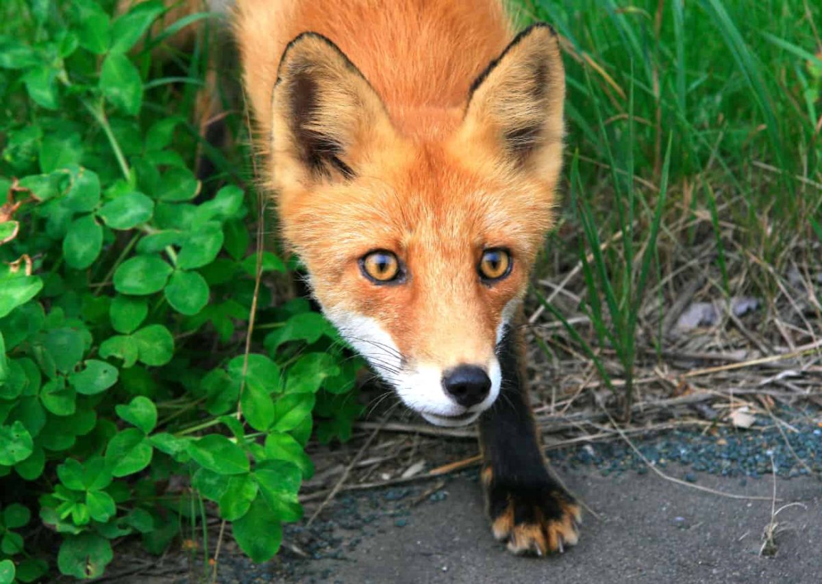 Что такое рыльце у лисы