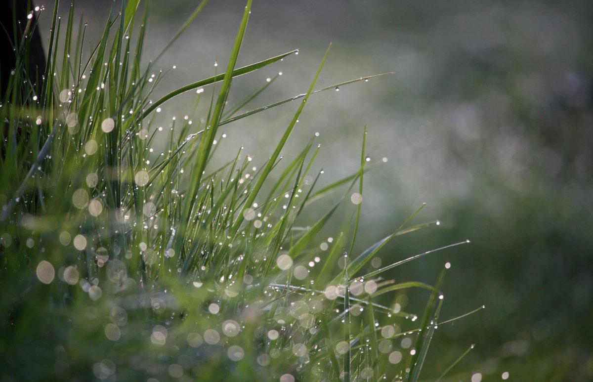 Утренняя роса Эстетика