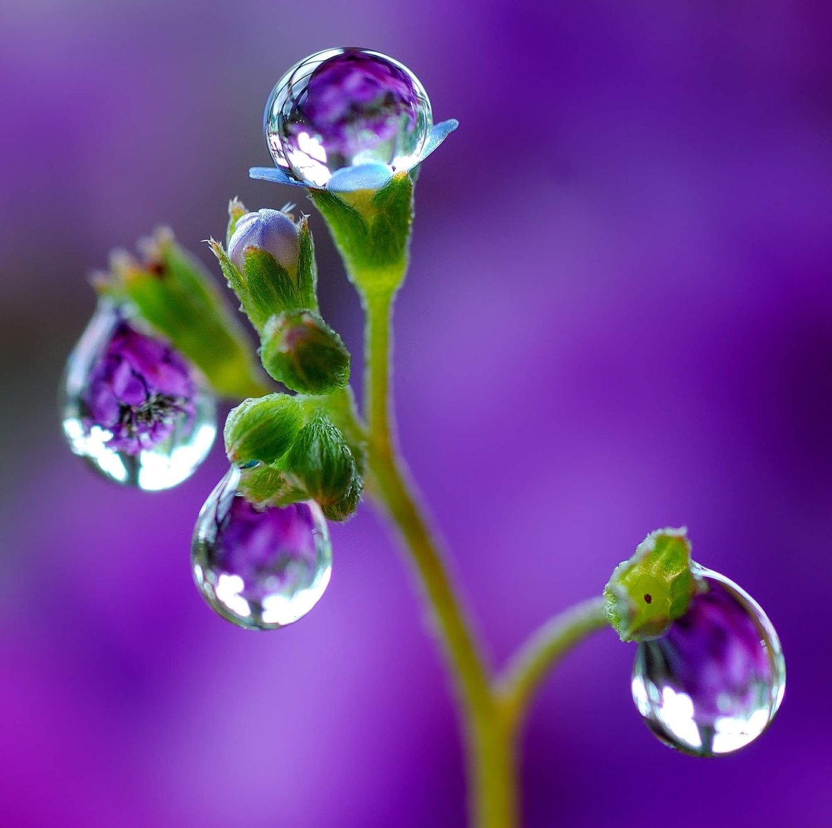 Капли росы на цветах