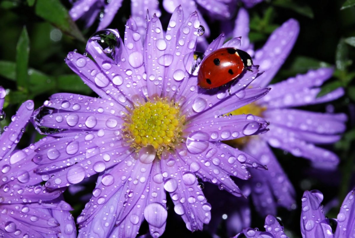 Прокл Плакальщик