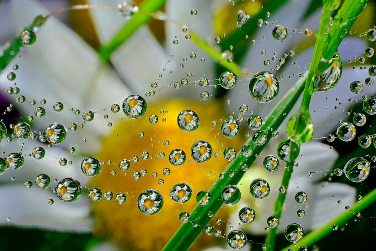 Капли утренней росы