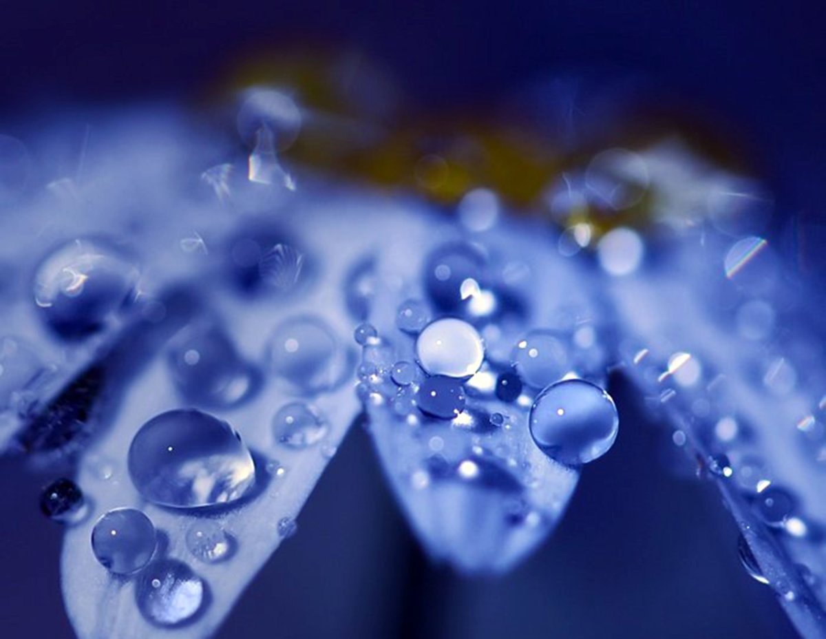 Цветы с капельками воды