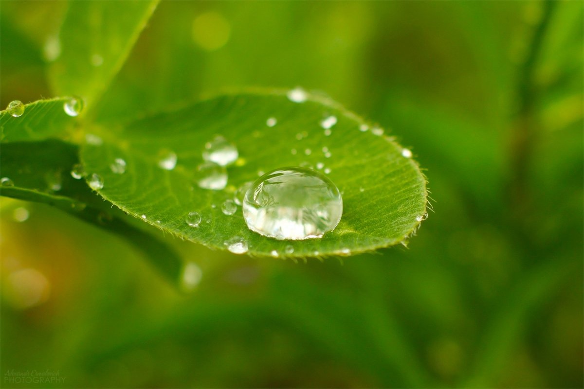 Капля воды на листе