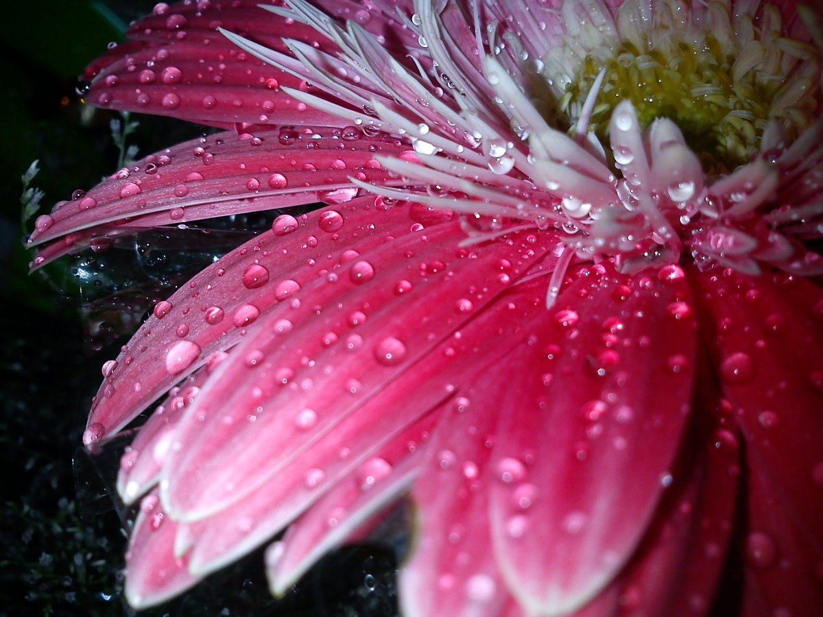 Роса на цветах