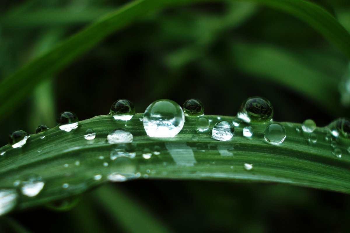 Фон Росинка