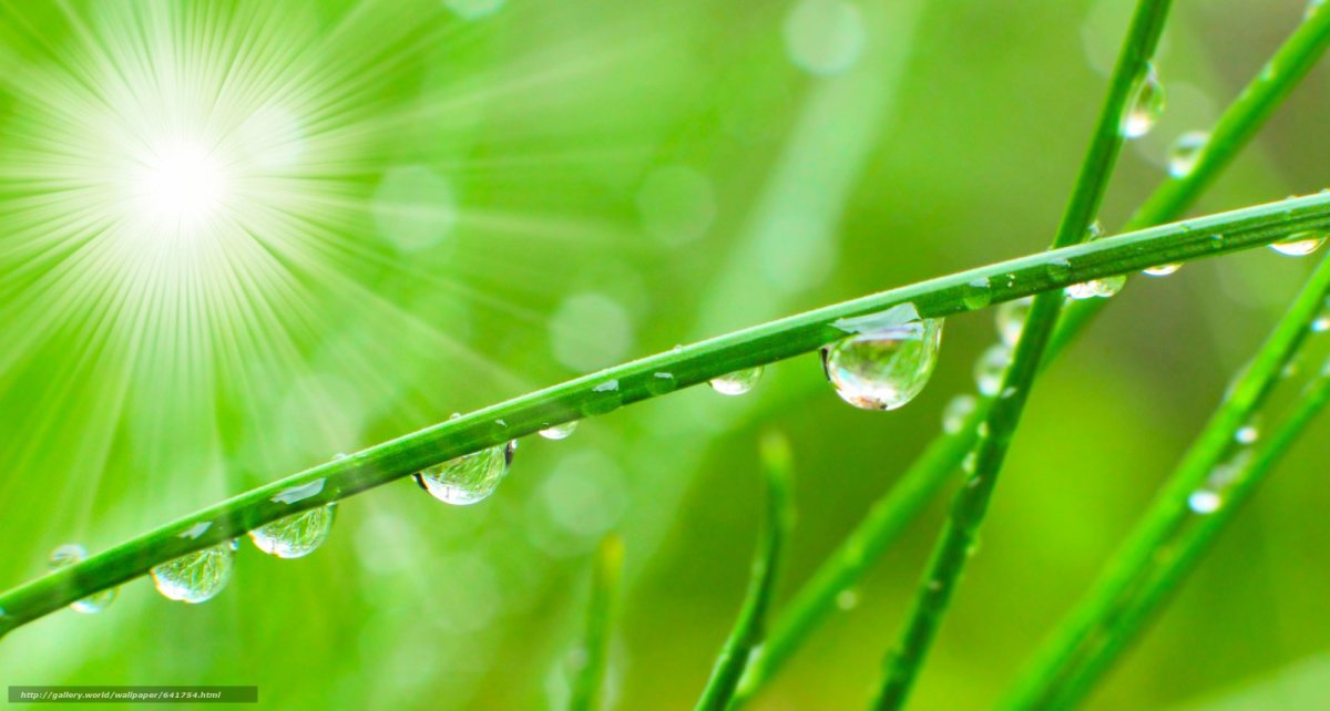 Красивая роса на траве