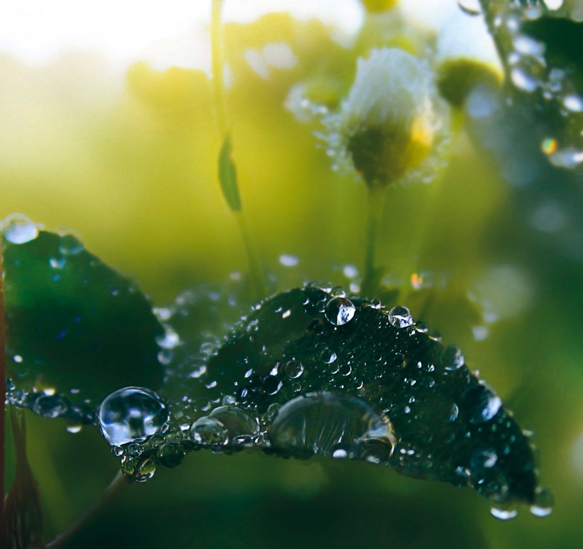 Утренняя роса природа