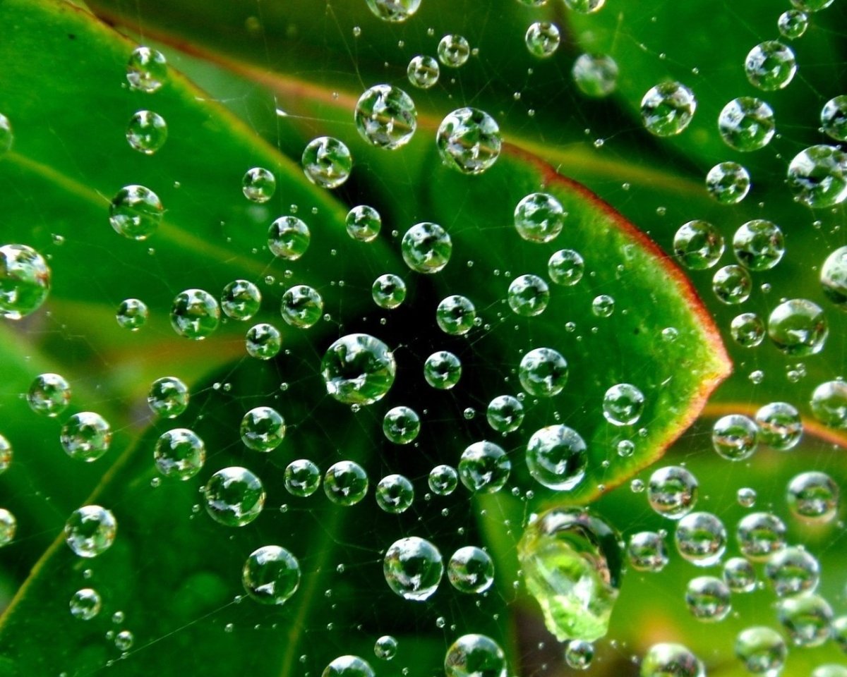 Росинка на цветке