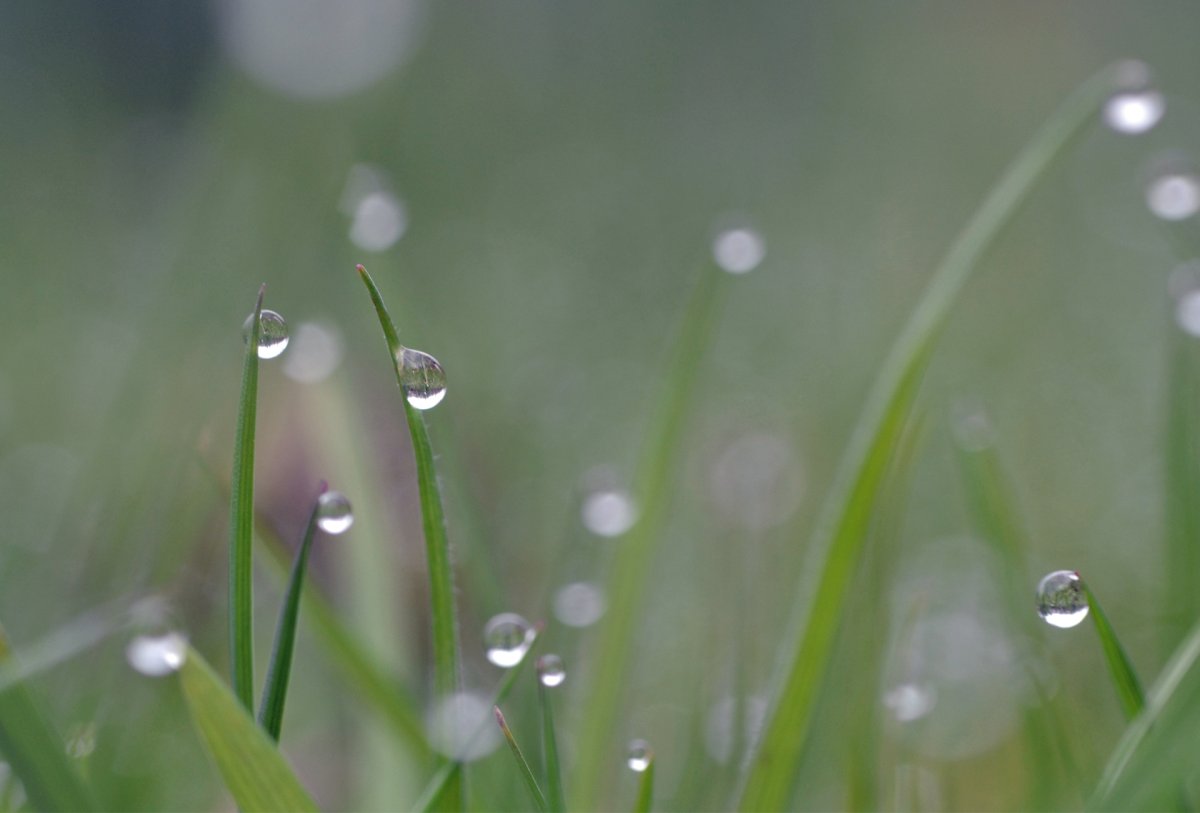 Капли на траве