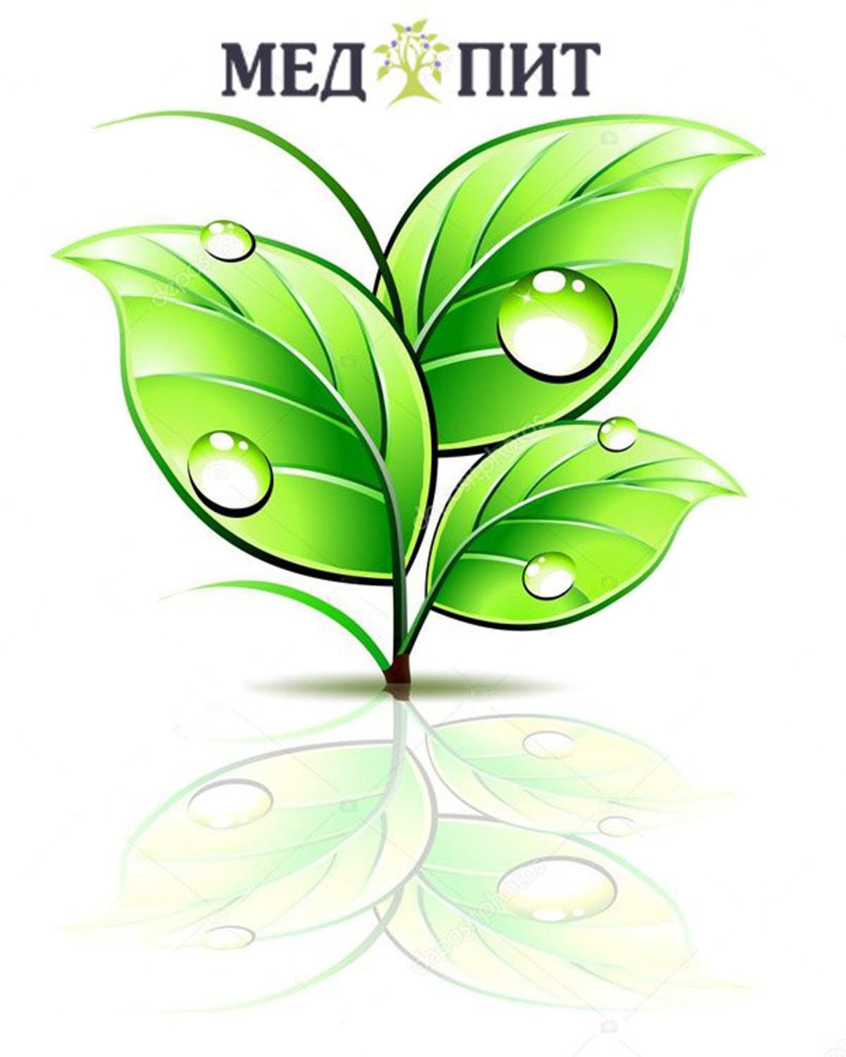 Роса рисунок