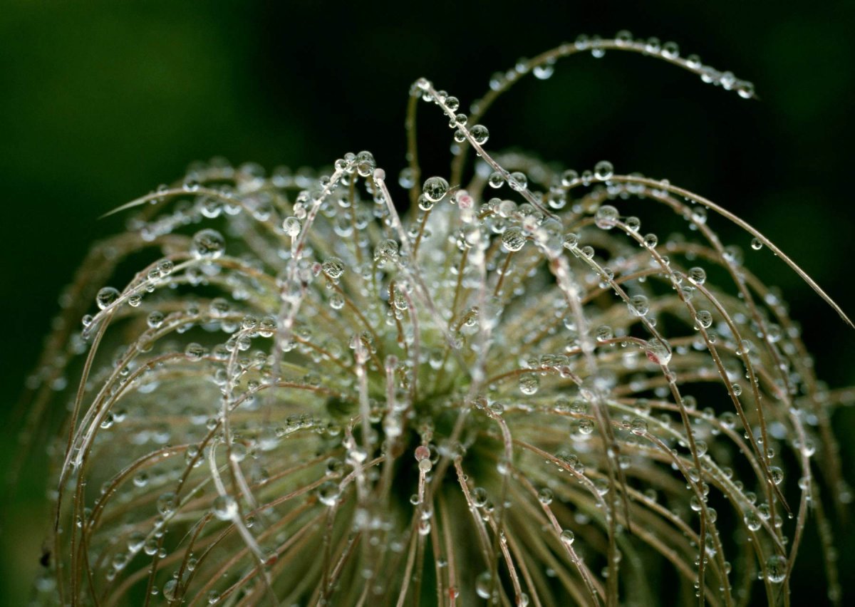 Обои на рабочий стол природа Росинка