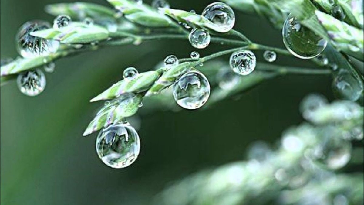 С добрым утром с каплями росы