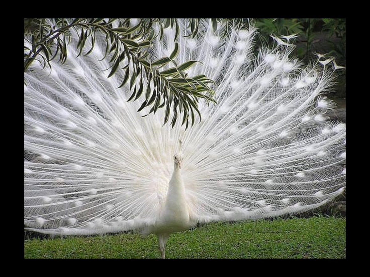 Щепная птица счастья