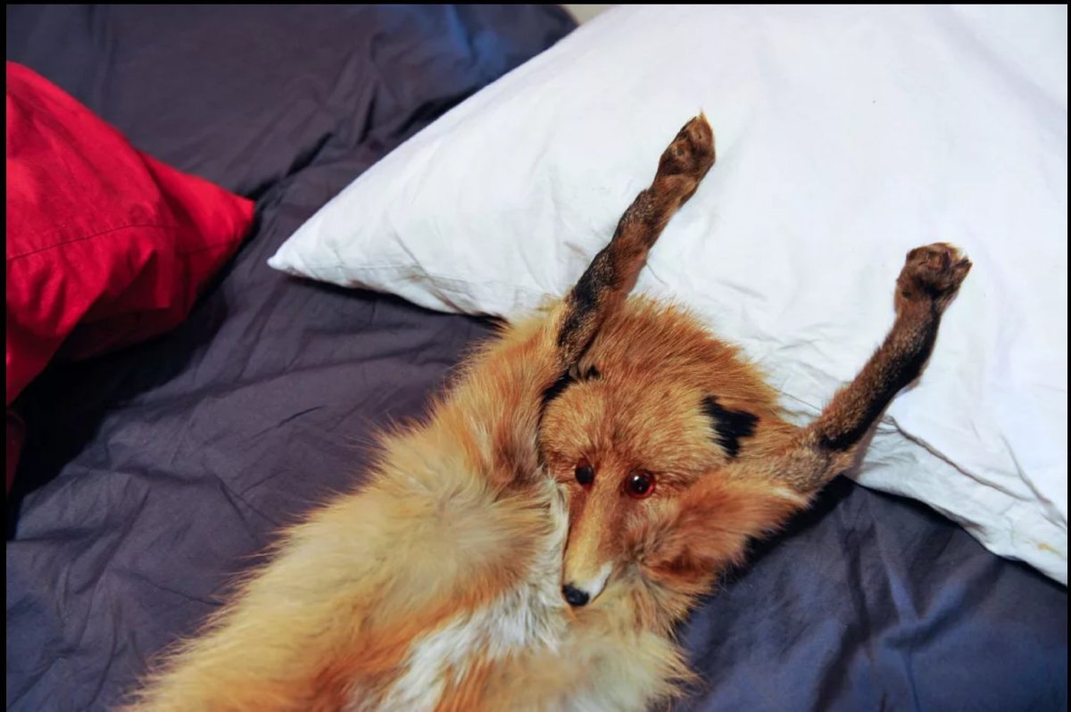 Лиса устала