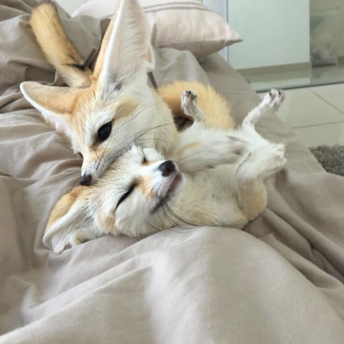 Фенек Кусь фенек