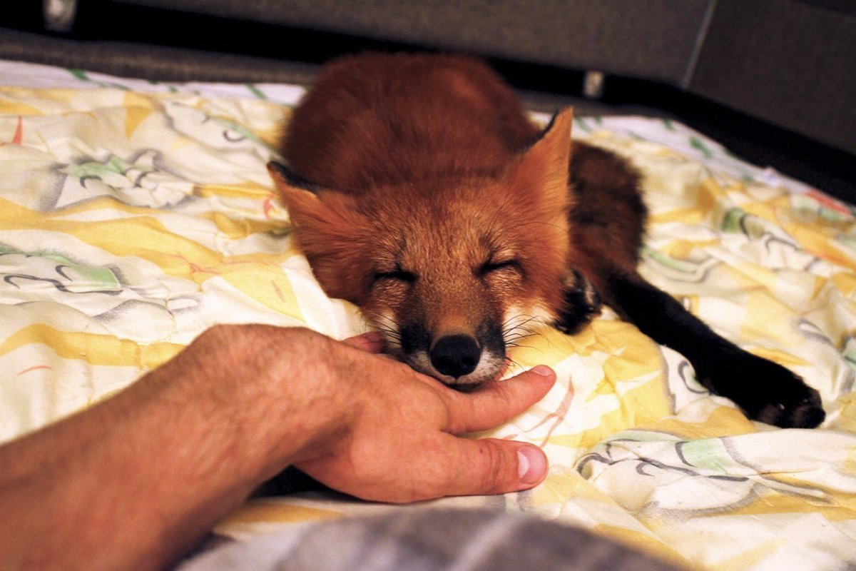 Моя Лисичка