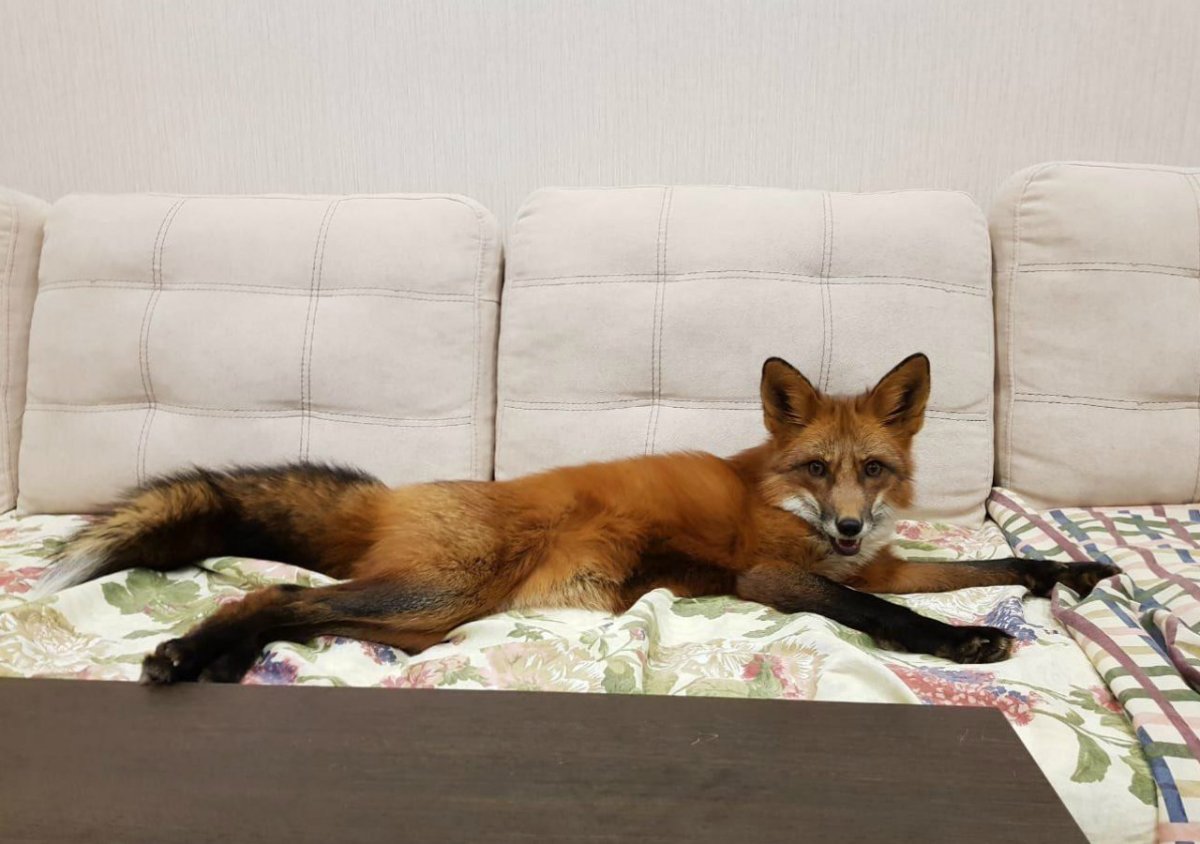 Домашняя лиса рыжая