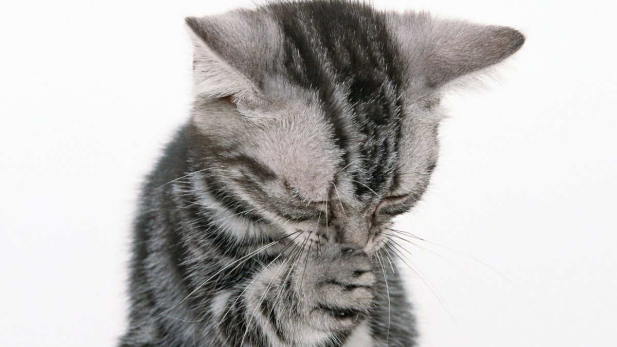 Обиженный котенок