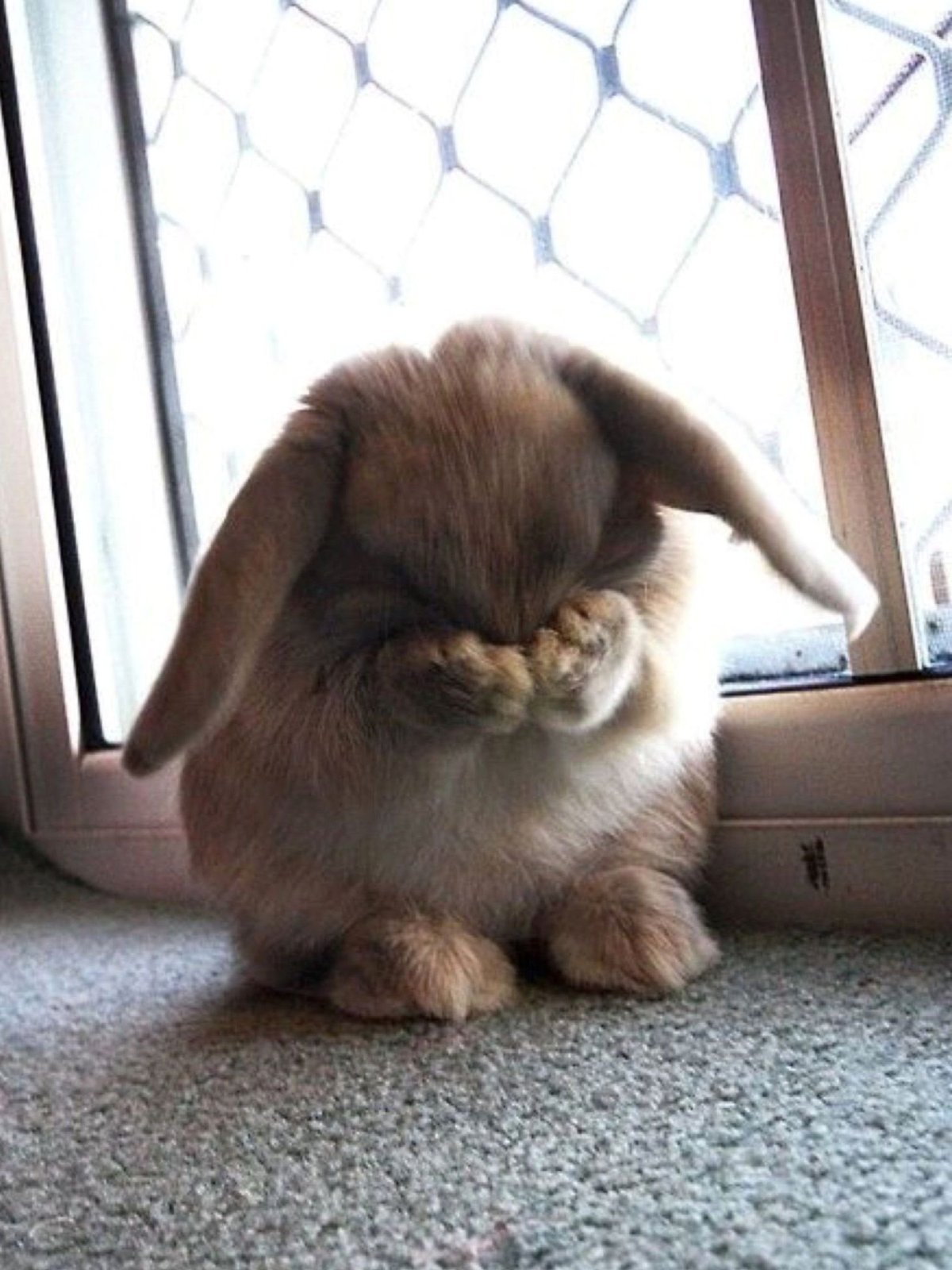 Обиженная собачка