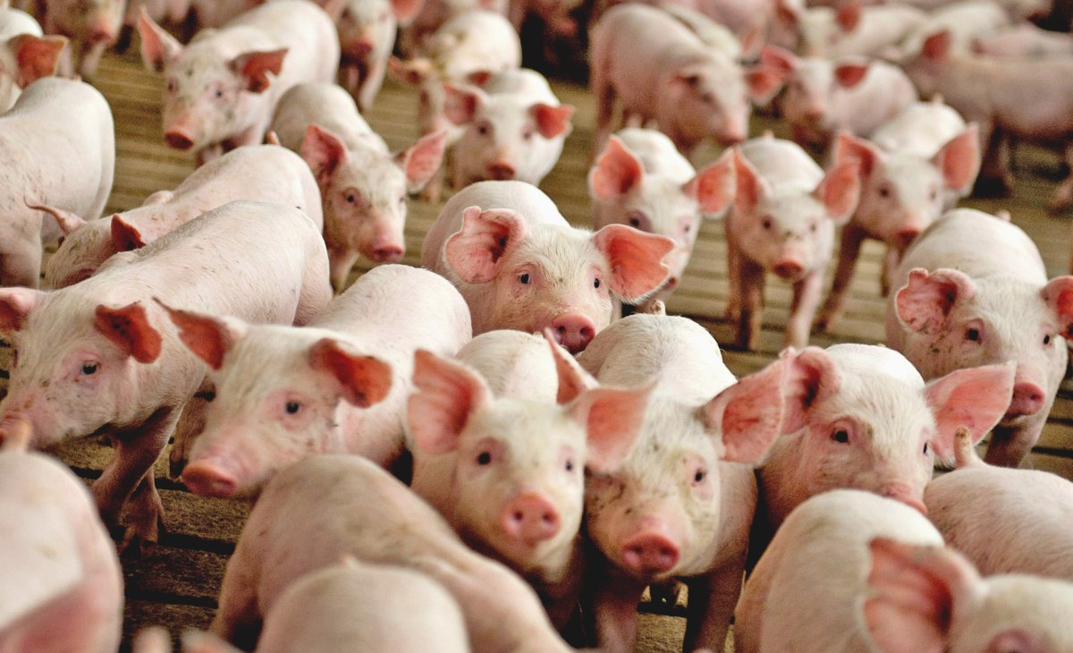 Много свиней