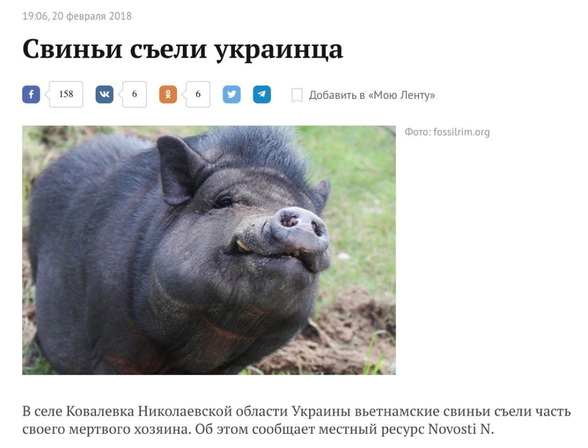 Поросята ландрас