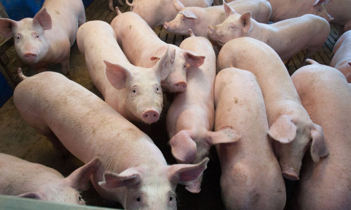 СПК Русь Золотухинский район Курской области