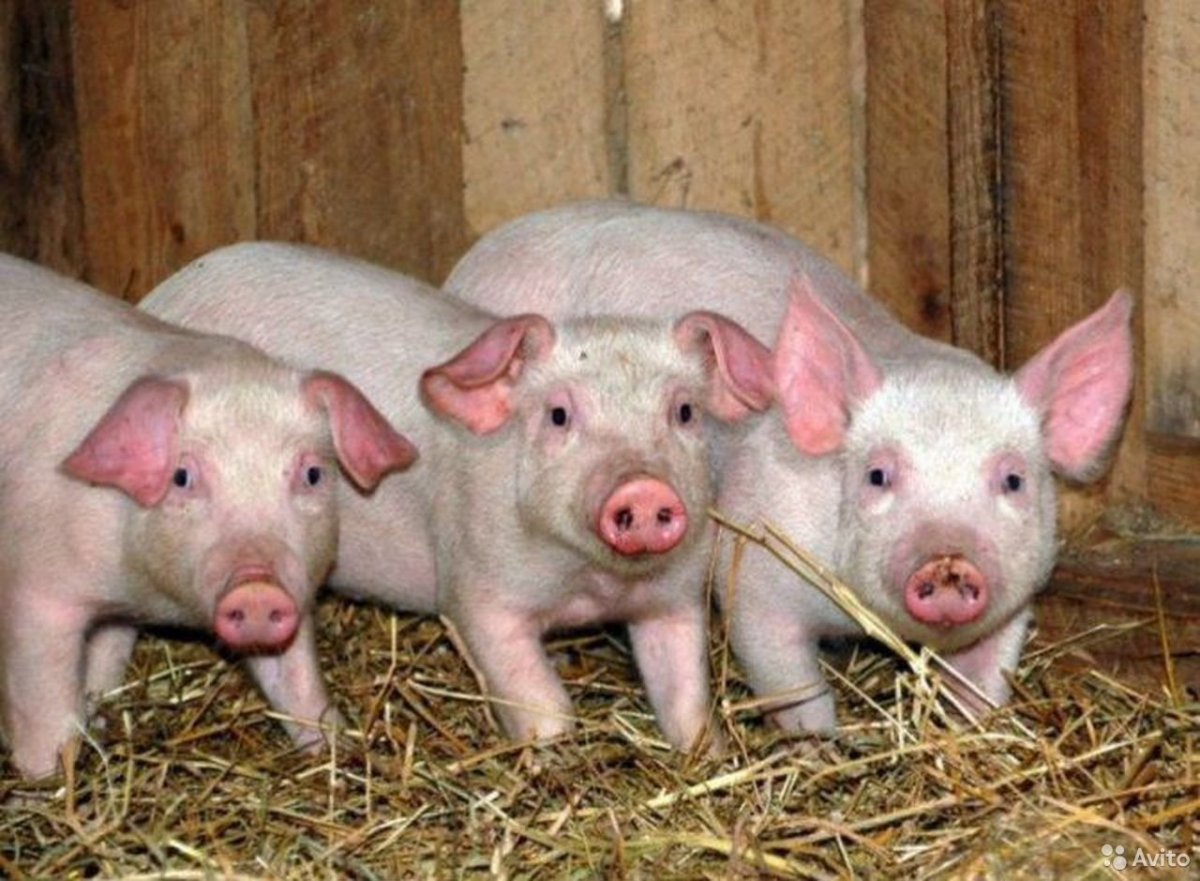 Смешные свиньи