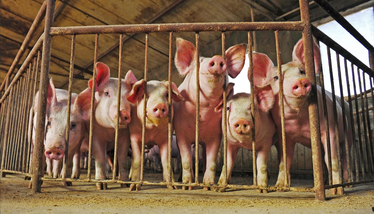 Много маленьких поросят