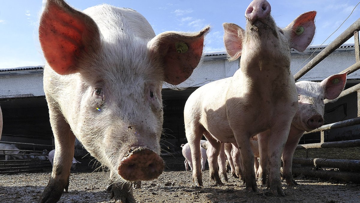 Свиноводство Канады