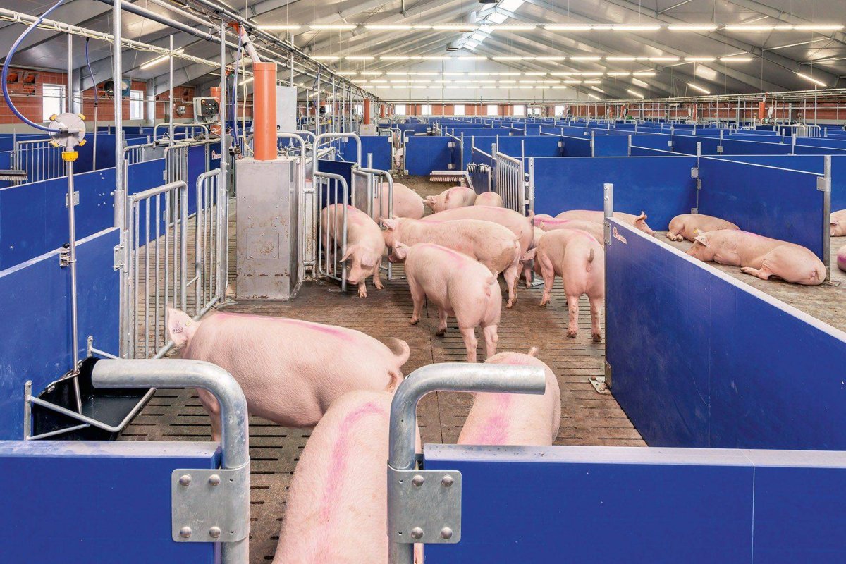 Баннер про свиноводство