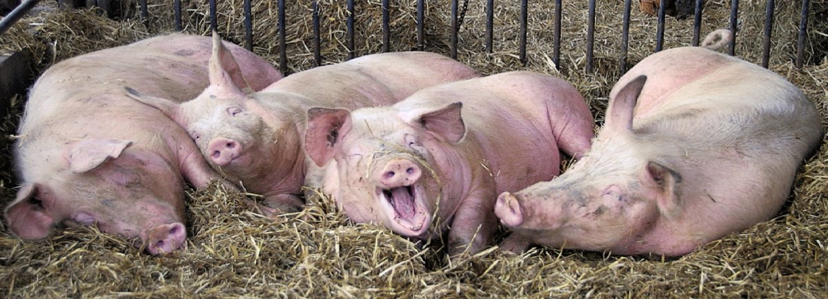 Красивый поросенок