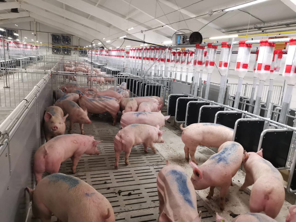 Свиноводческий комплекс Петровский Тарбаево