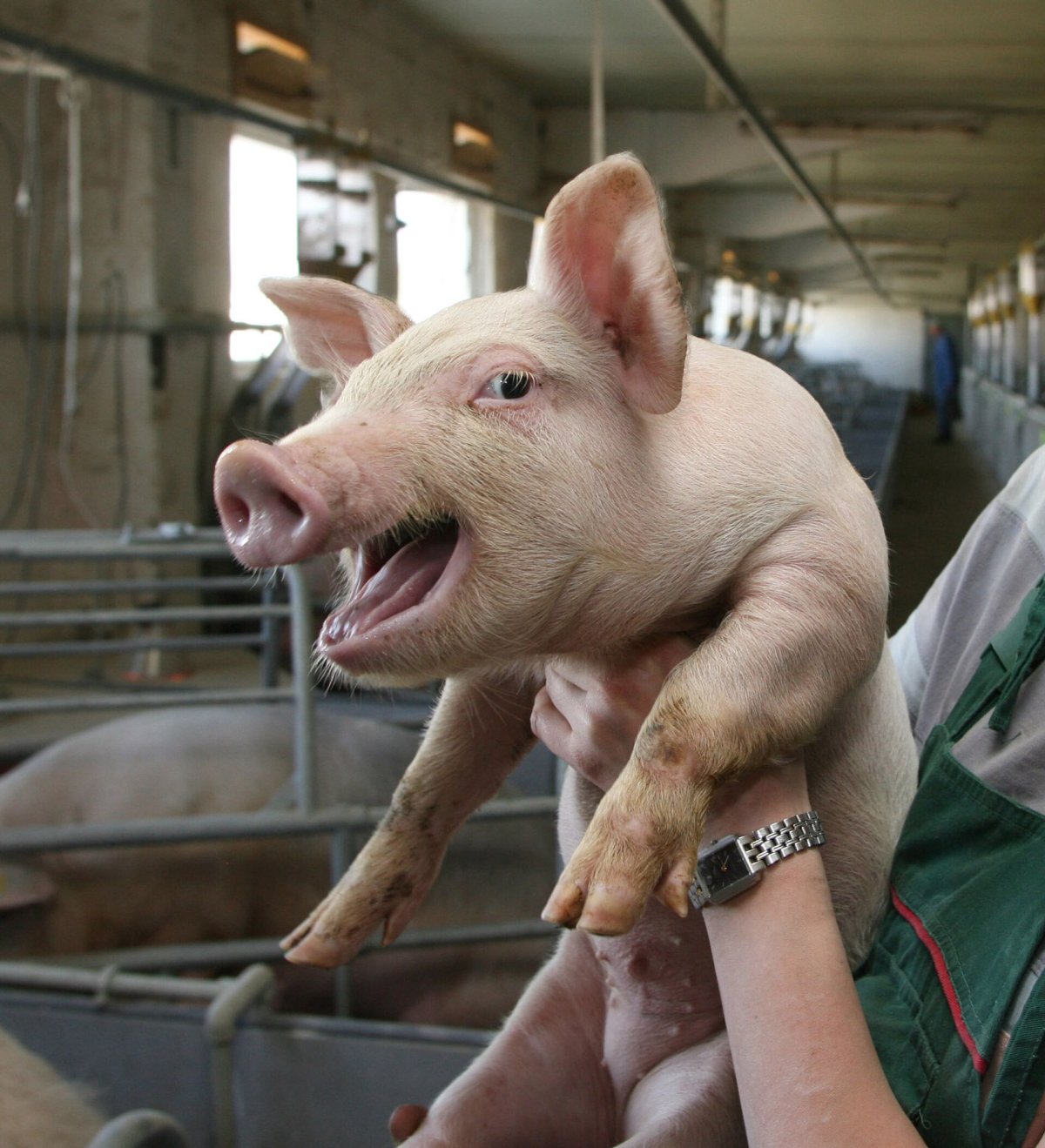 Свиноматка с поросятами