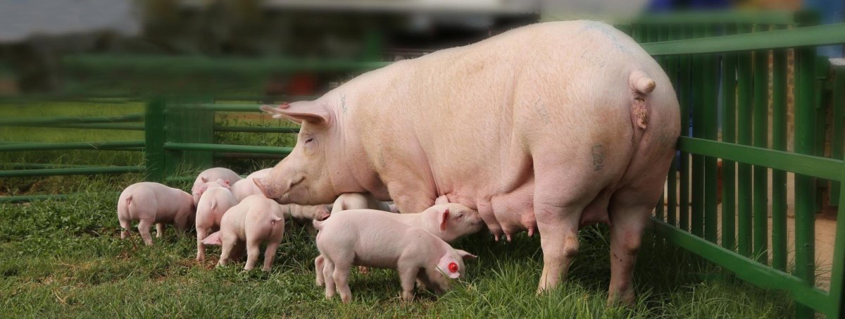 Свинья и поросенок рисунок для детей