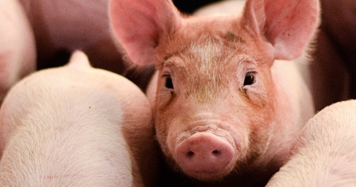 Много свиней