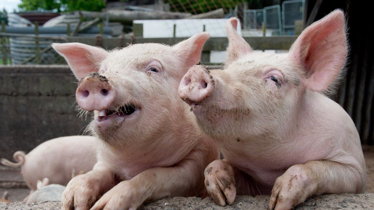 Тепловой стресс у свиней