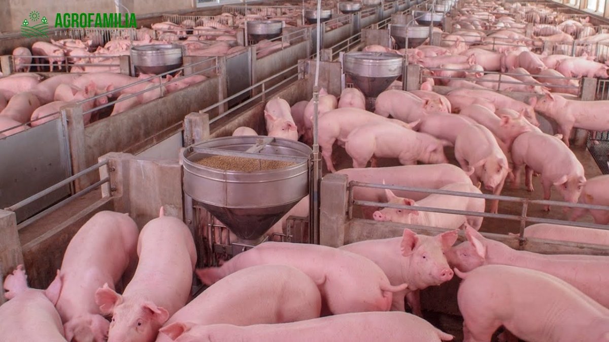 Ушки поросенка