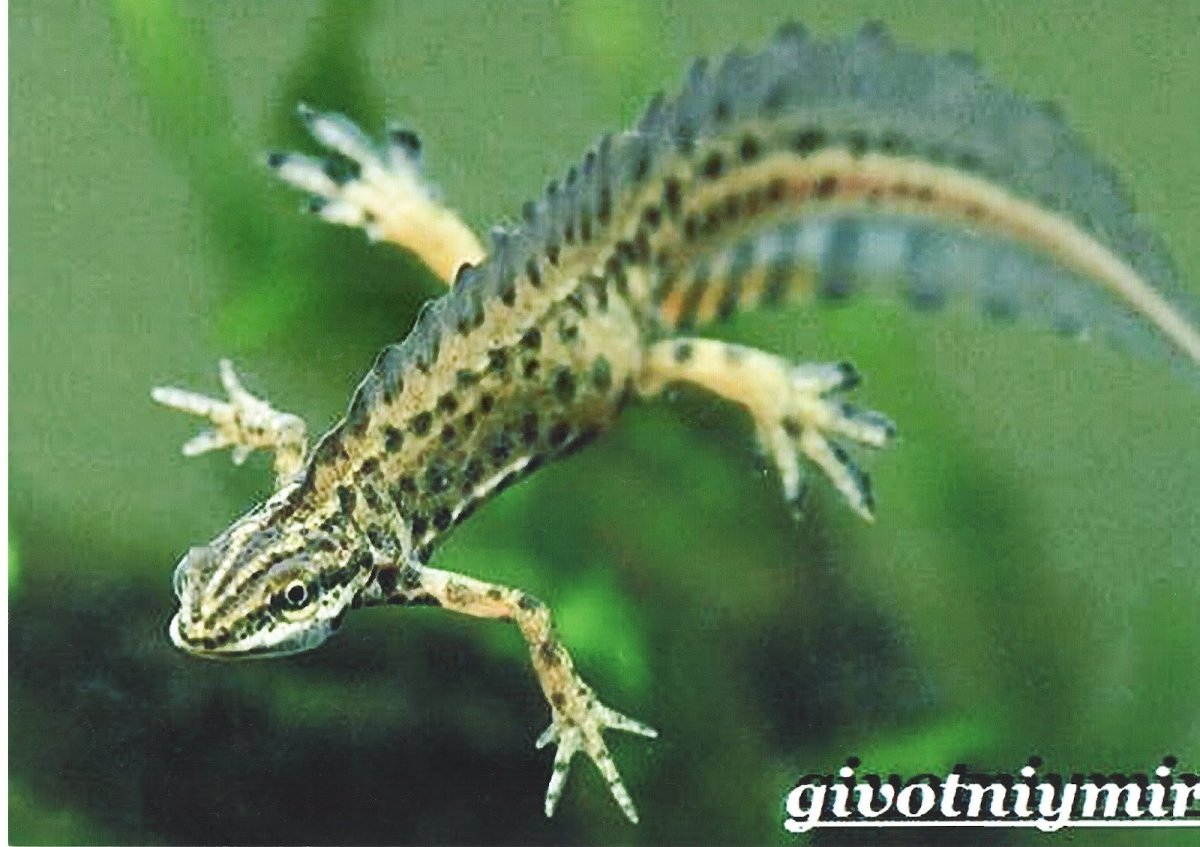 Обыкновенный Тритон