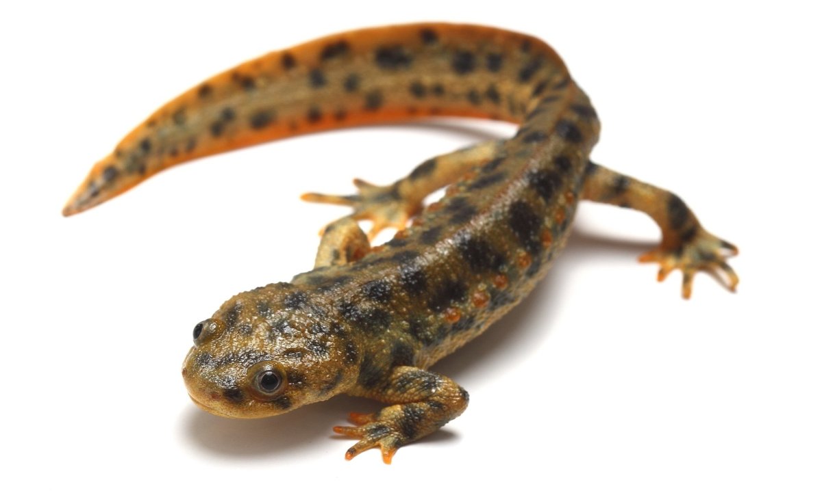 Испанский иглистый Тритон