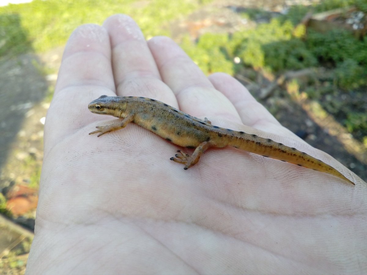 Обыкновенный Тритон Lissotriton vulgaris