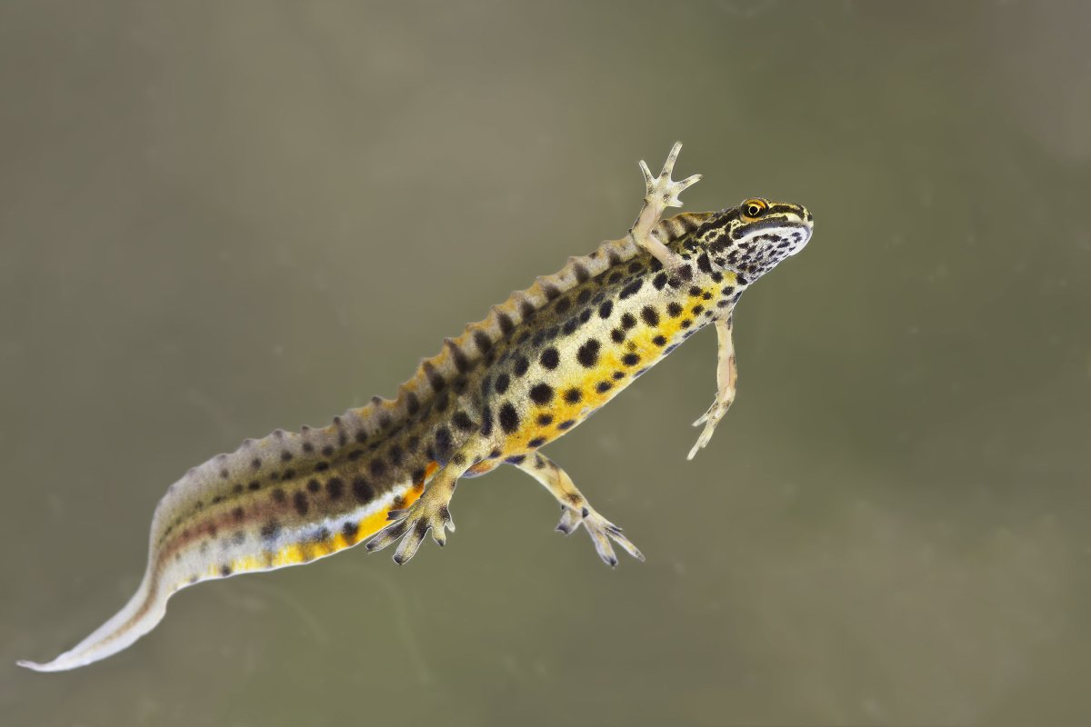 Обыкновенный Тритон Lissotriton vulgaris