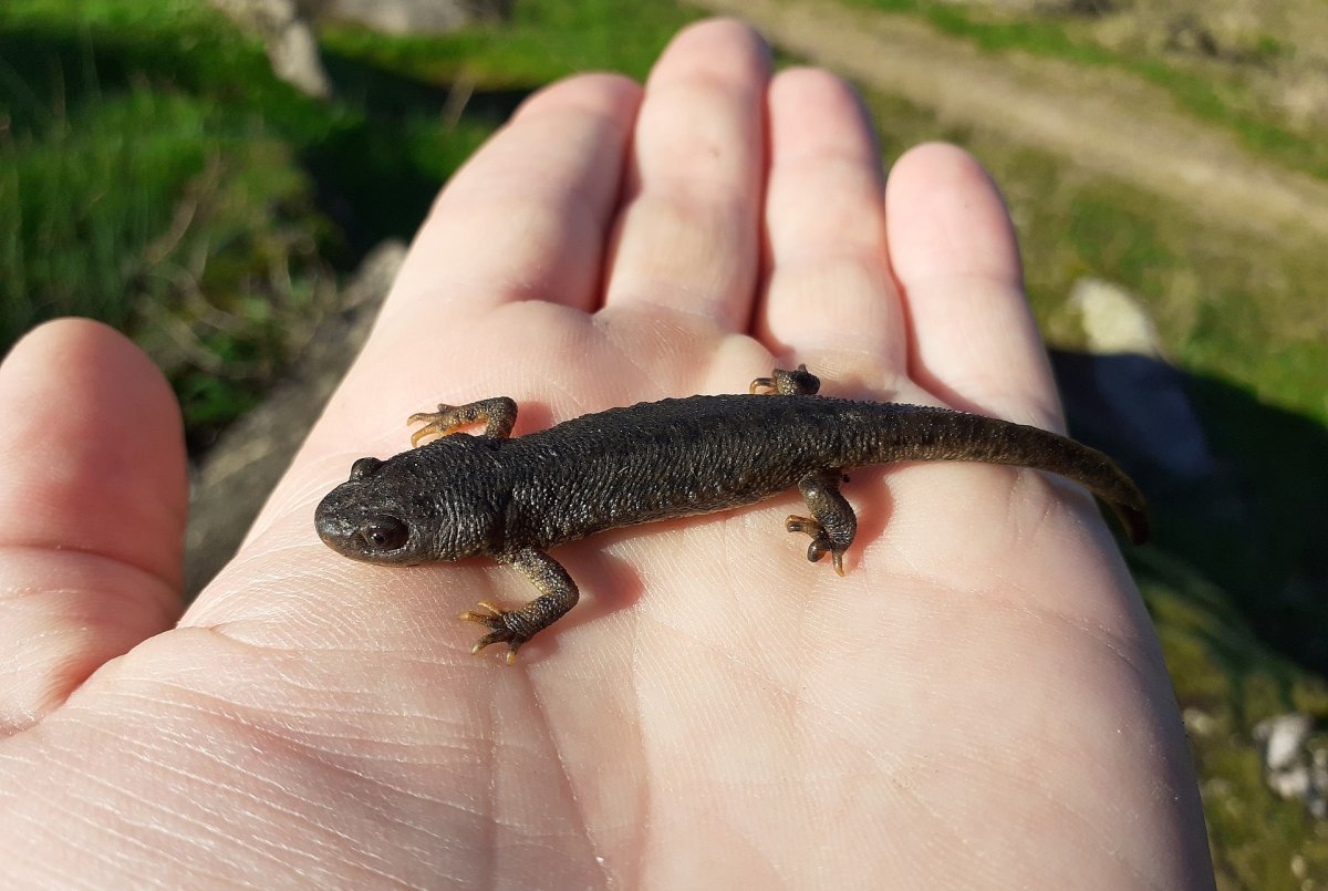 Тритон гребенчатый аквариумный
