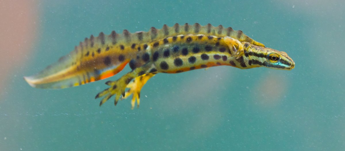 Тритон обыкновенный детёныш