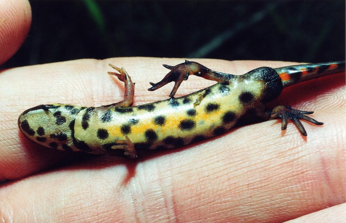 Тритон обыкновенный в домашних условиях