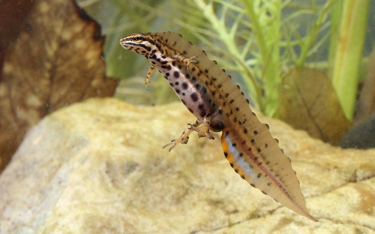 Обыкновенный Тритон Lissotriton vulgaris