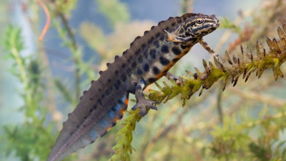 Обыкновенный Тритон Ланца